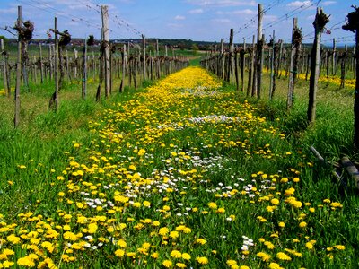 Dressing-gown dandelion yellow wildflower child láncfű photo