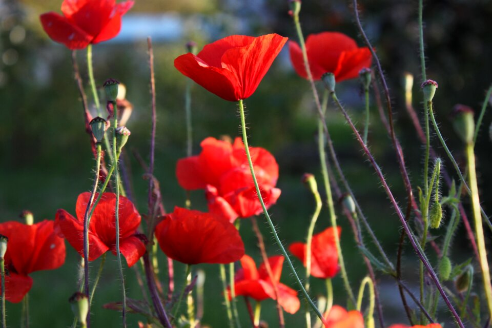 Plant nature blooms