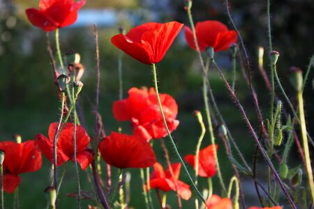 Plant nature blooms