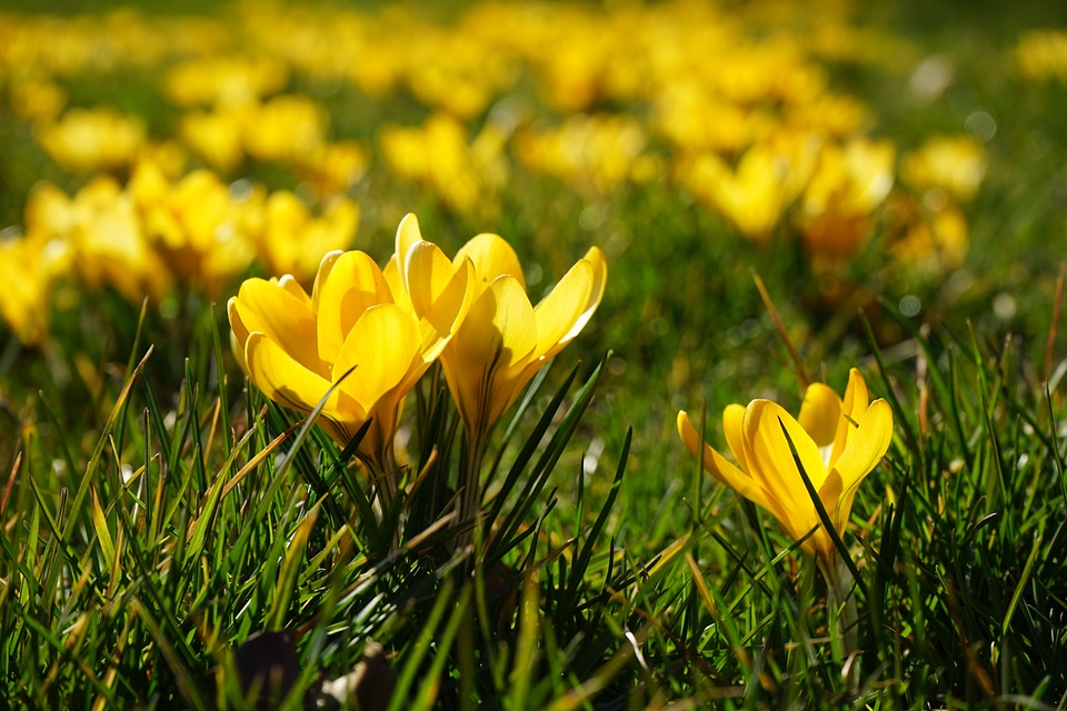 Spring frühlingsblüher yellow