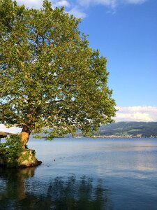 Lake tree water