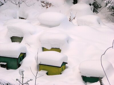 Snow bee bees