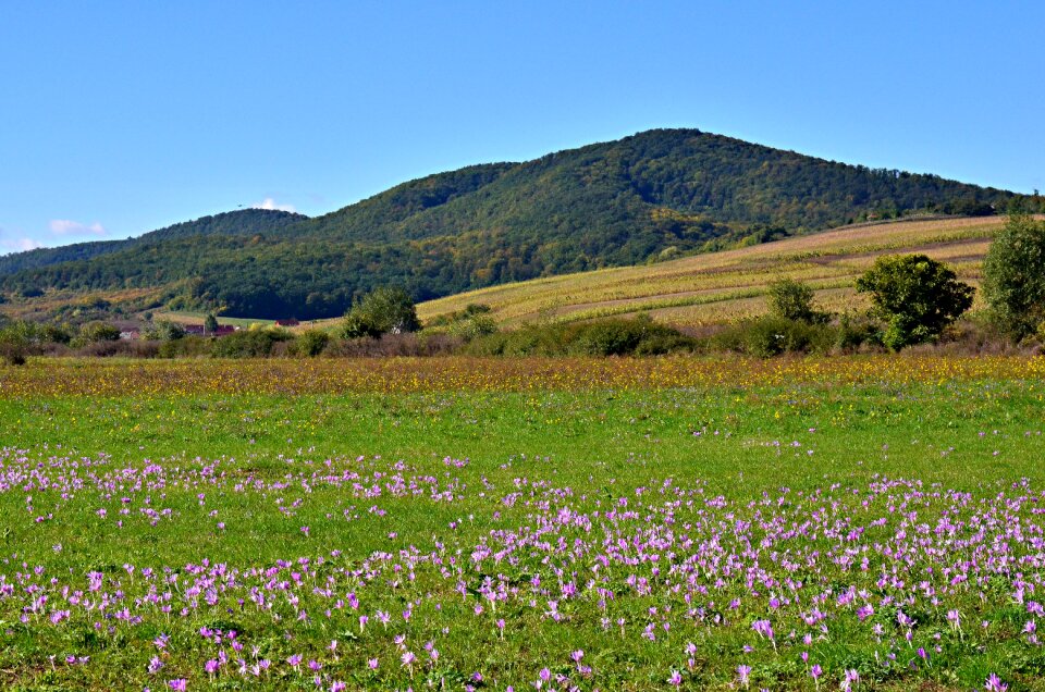 Forest field nature