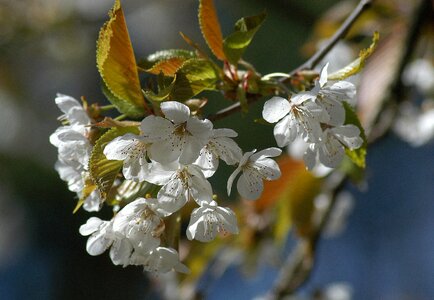 Spring flower green photo