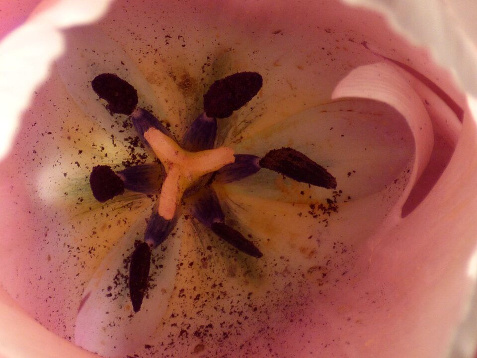 Pistil pollen spring