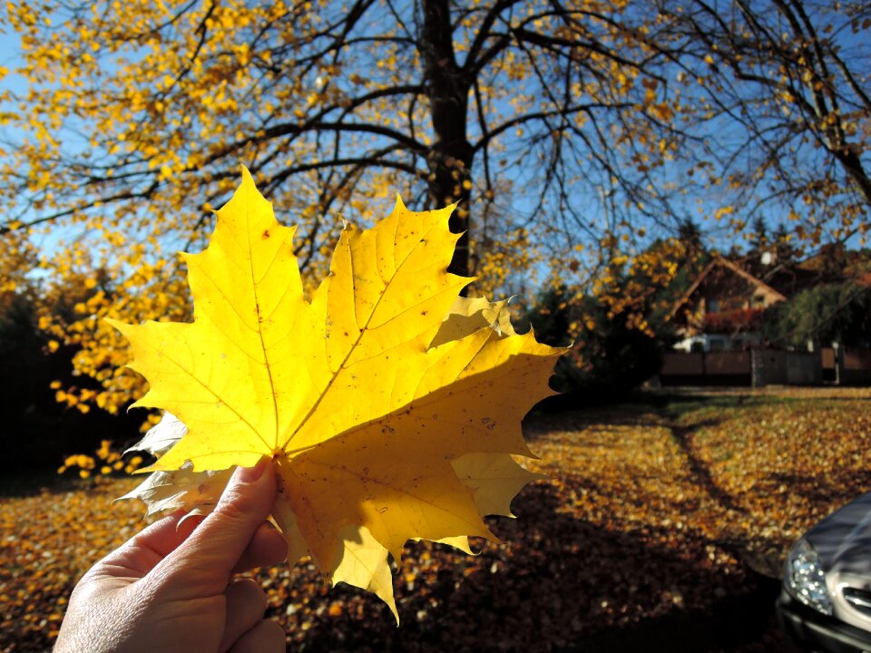 Sun fallen leaves hand