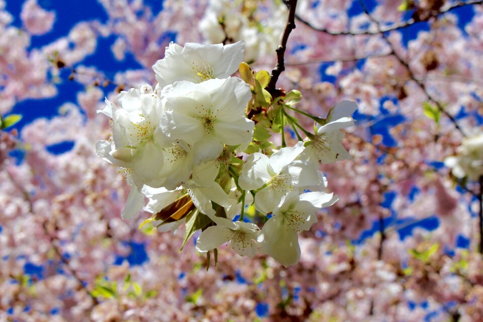 Blossom flower
