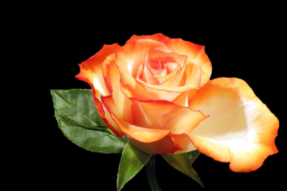 Blossom bloom orange roses