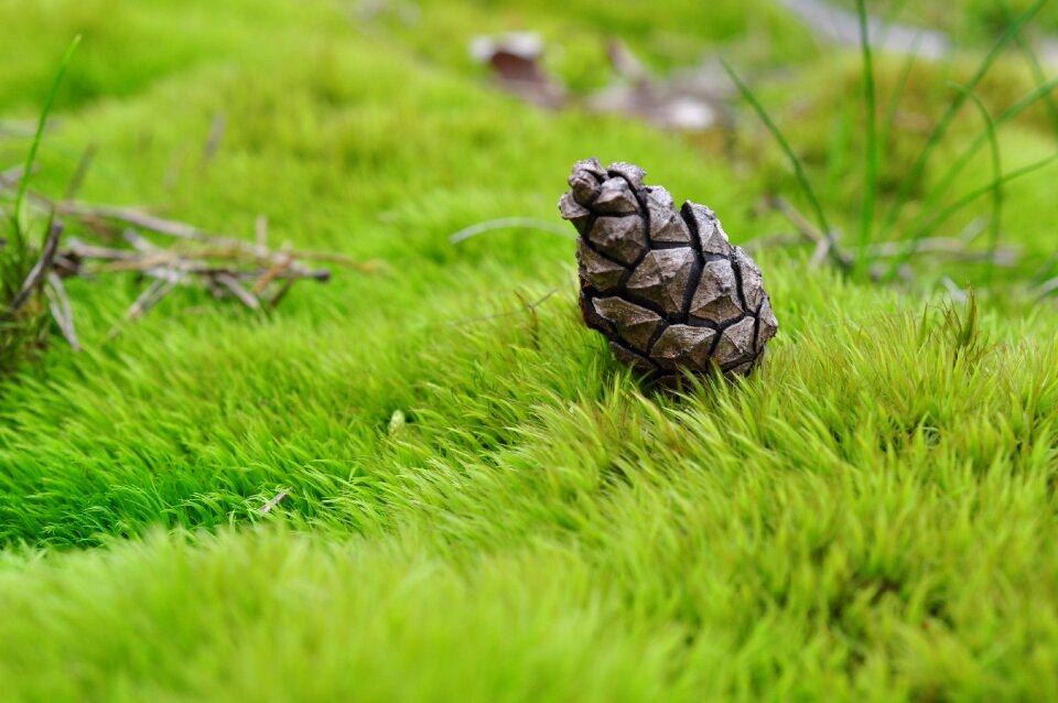 Macro nature plants
