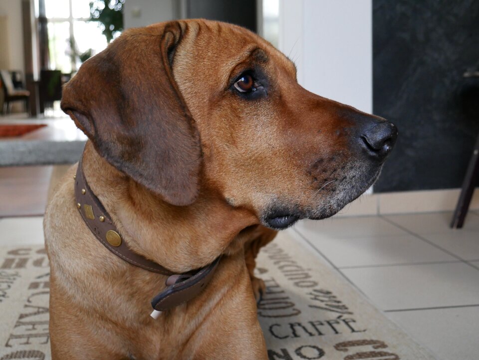 Head brown dog breed