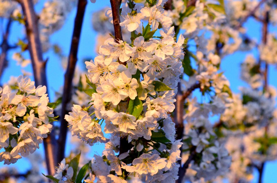 Spring spring flowers cherry