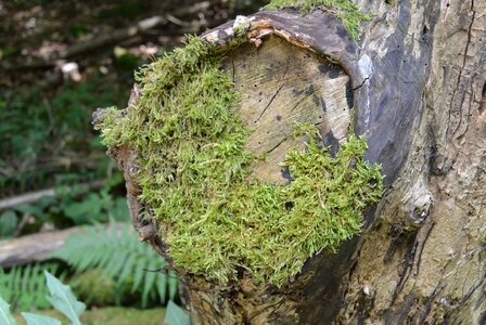 Branch green fairy tale forest photo