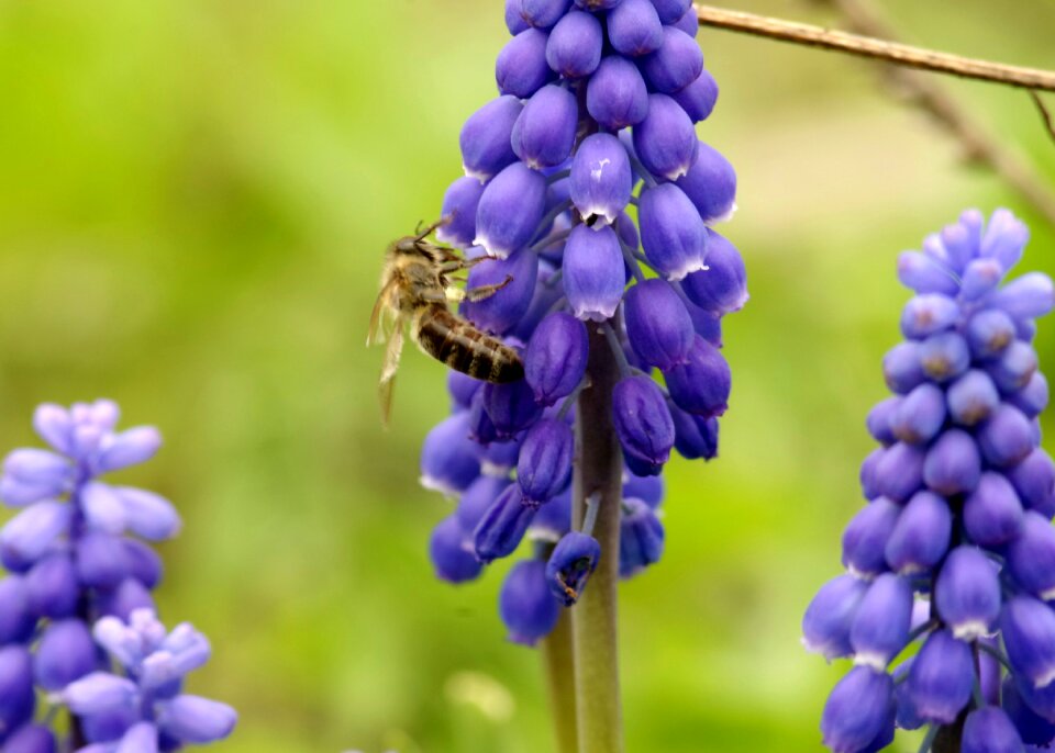 Honey flowering insect