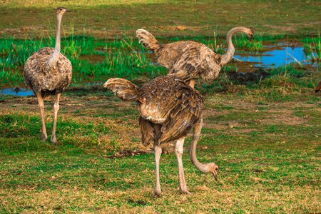 Ostriches bird wildlife photo
