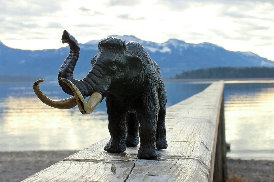 Ivory mammal ruesseltier