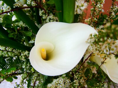 Flower bouquet white calla lily cut flower photo