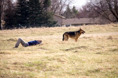 Outdoors resting animals