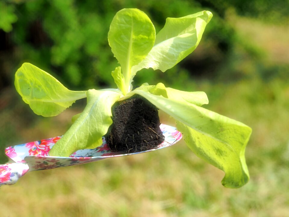 Salad lettuce plants young plant