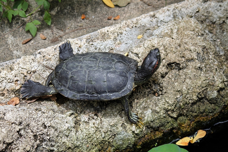 Animal wildlife wild