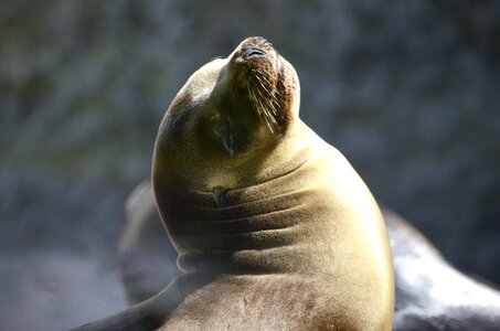 Baby seal sea lion sea photo