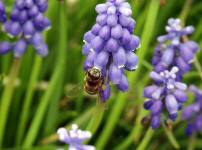 Honey flowering insect photo