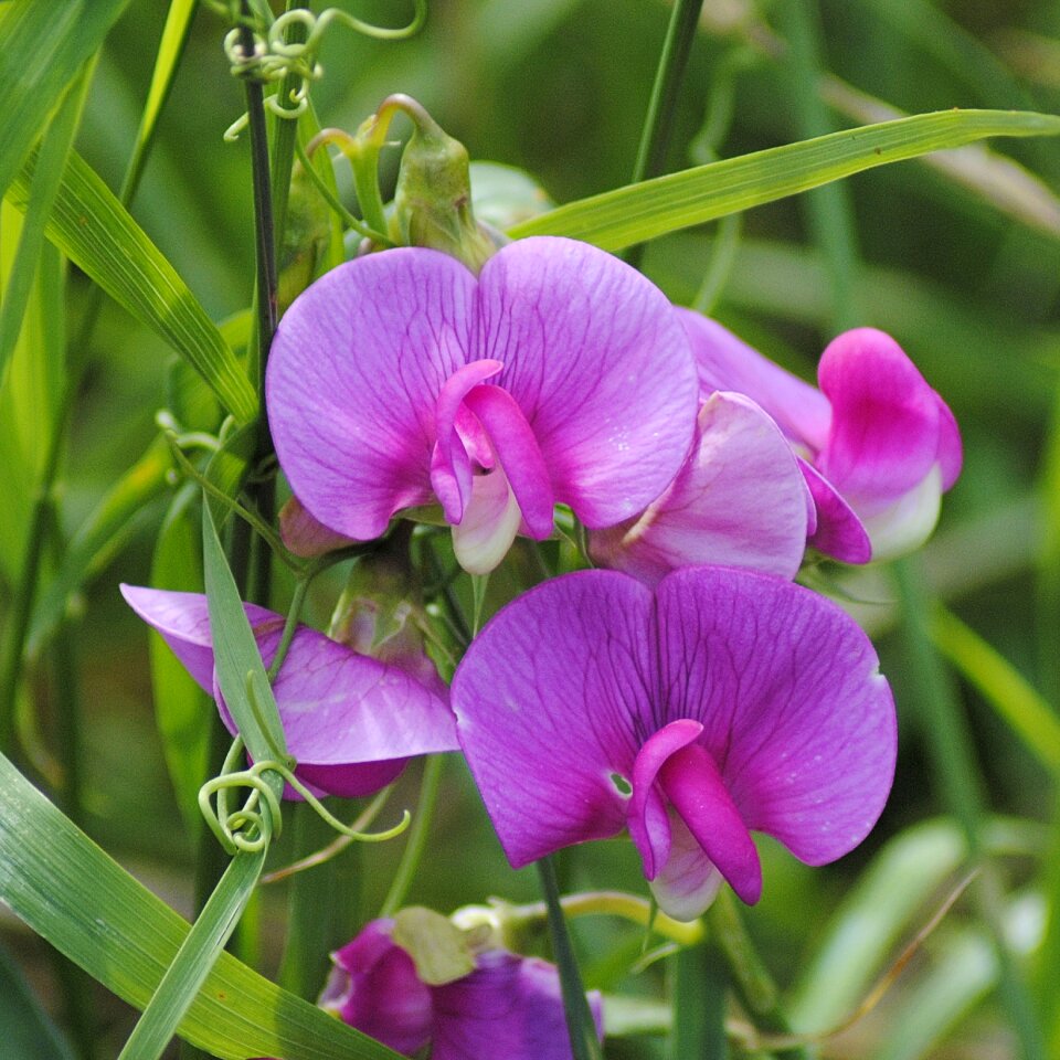 Pink flower tubers flat pea lathyrus tuberosus