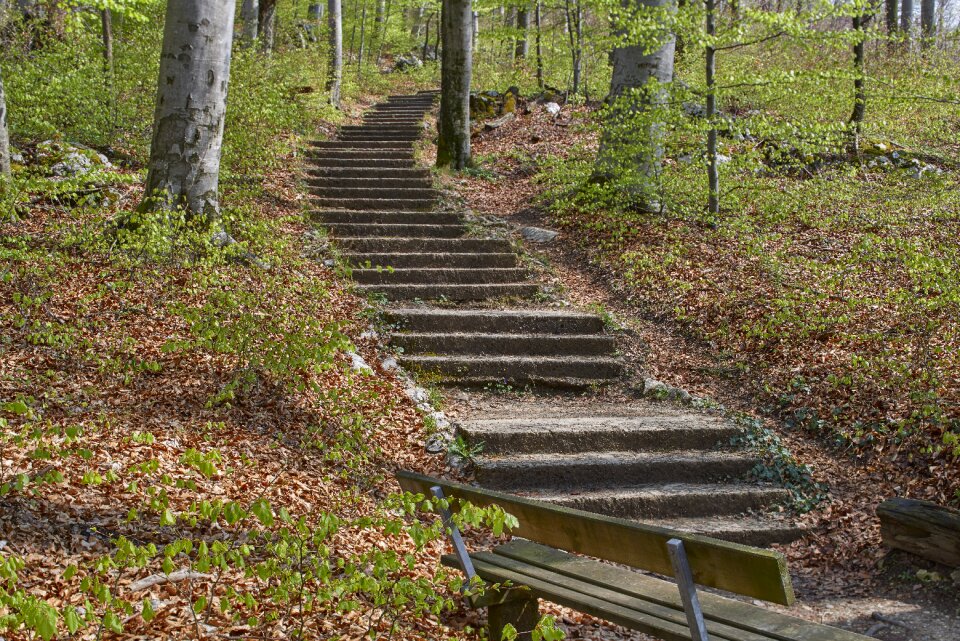 Forest nature gradually forest