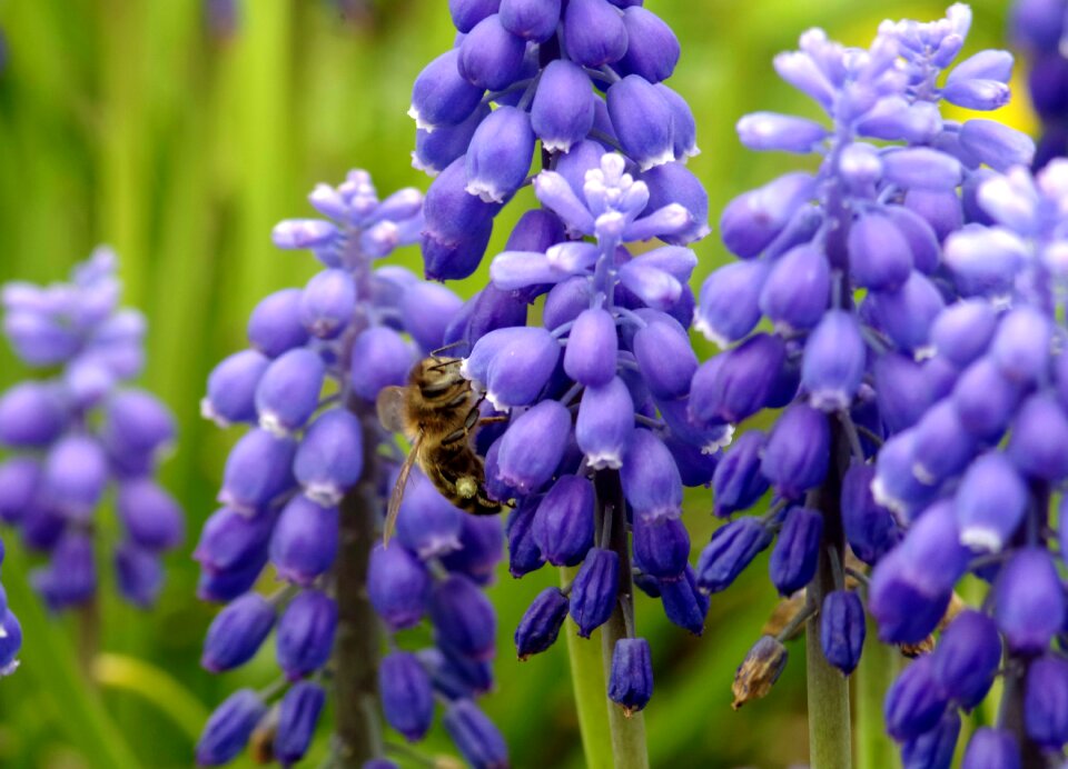 Honey flowering insect