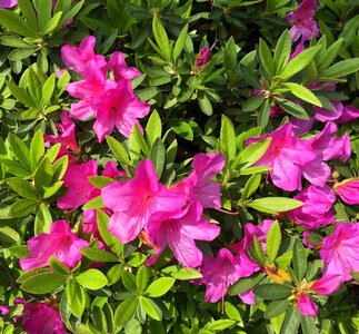 Blossom nature pink