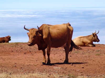 Nature cattle farming photo