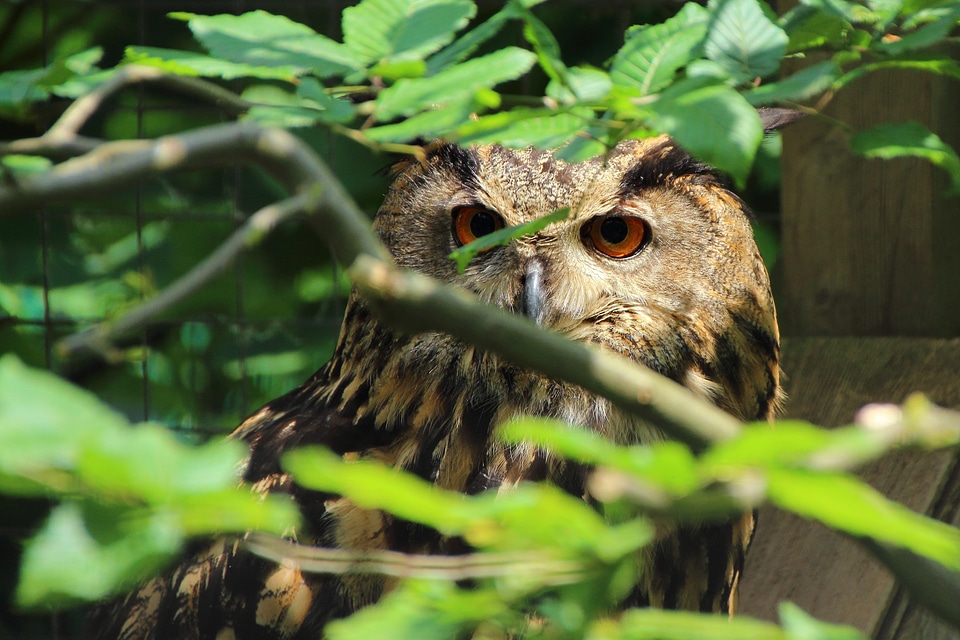 Animal eyes bird of prey