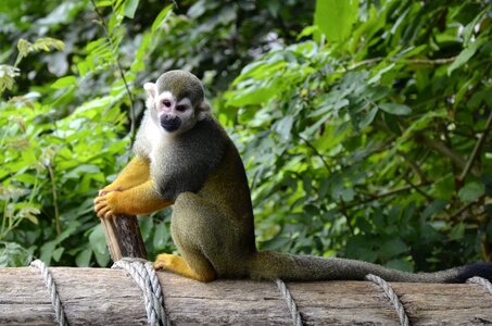 Capuchin monkey äffchen cute