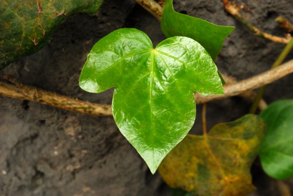 Green leaves green leaves