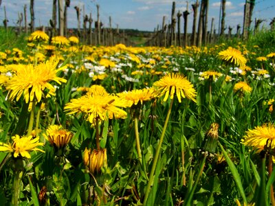 Dressing-gown dandelion yellow wildflower child láncfű photo