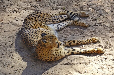 Fast cat big cat