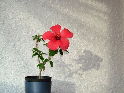 China rose chinese hibiscus plant photo