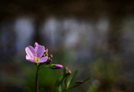 Cardamine pratensis cuckoo flower nature