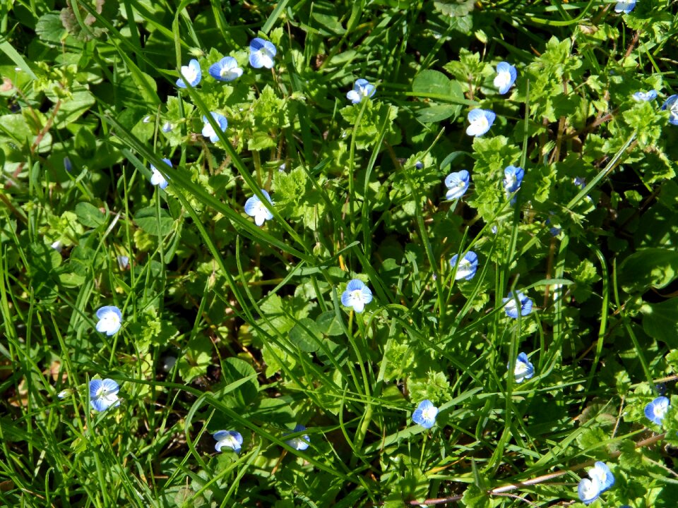 Flowers veronica plantain greenhouse