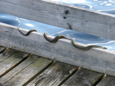 Snake non-hazardous sun