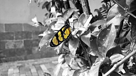 Plant beauty nature
