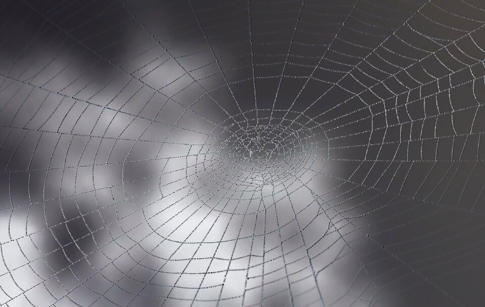 Nature close up web