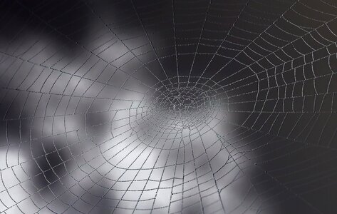 Nature close up web