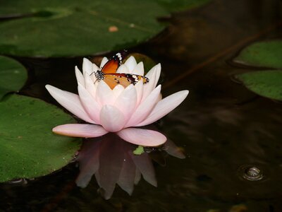 Water lily water
