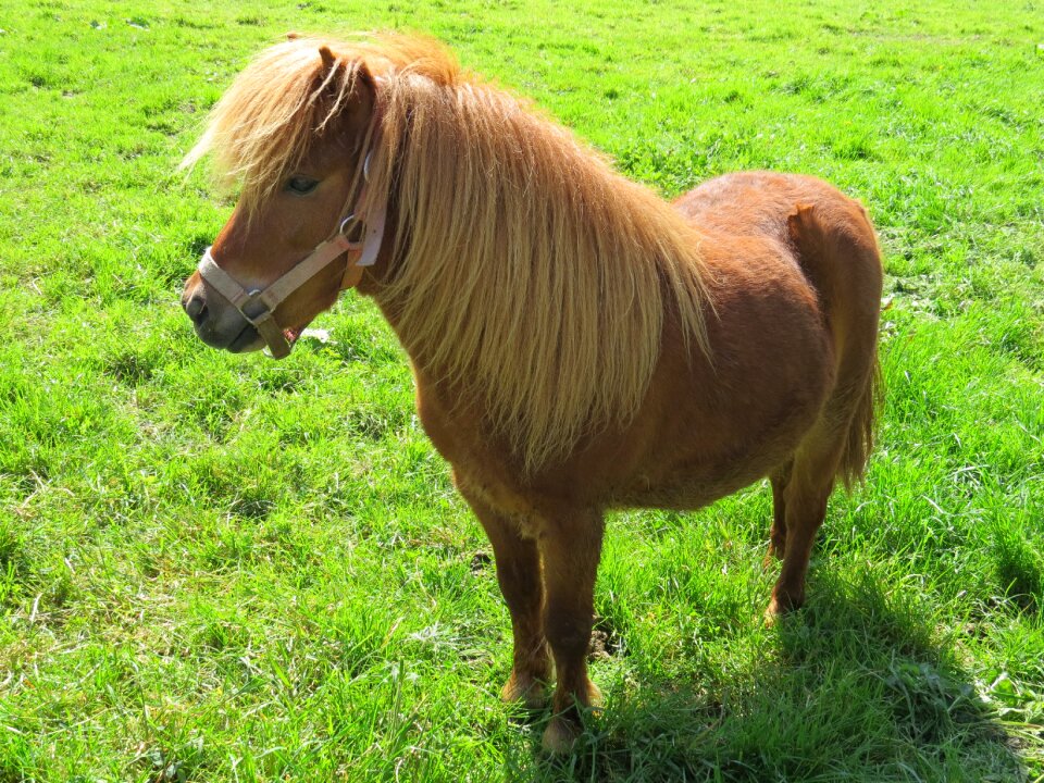 Pony pets farm
