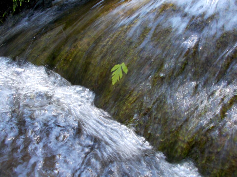 Water leaf environment