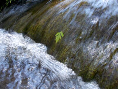 Water leaf environment