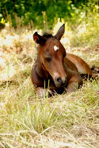 Pasture mood rest