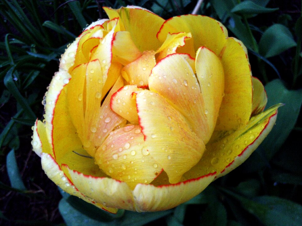 Yellow rain macro