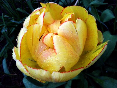 Yellow rain macro