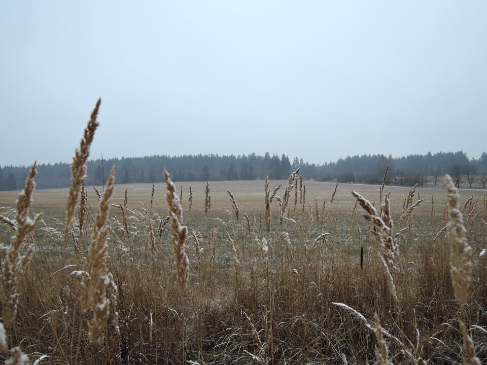 Fog meadow grass photo